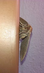 Pindara illibata