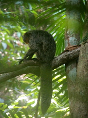 Pithecia chrysocephala