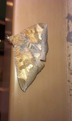 Pindara illibata