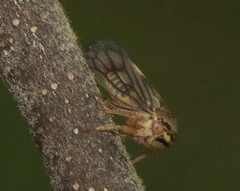 Oncopsis crispae