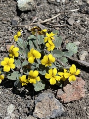 Viola purpurea integrifolia