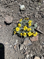 Viola purpurea integrifolia