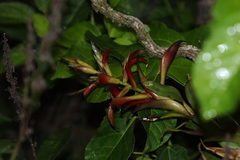 Tillandsia leiboldiana