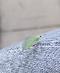 Chrysopa nigricornis