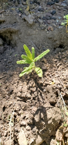 Wartleaf Ceanothus seedling