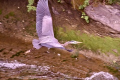 Ardea herodias