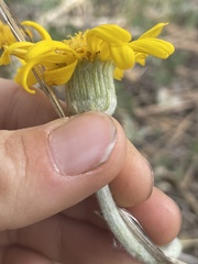 Senecio actinella