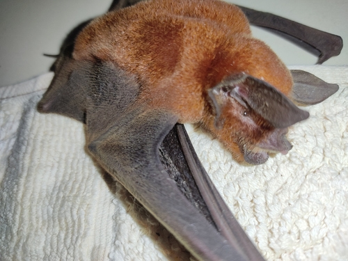 Wagner's Common Mustached Bat