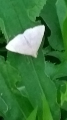 Zanclognatha pedipilalis