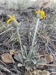 Senecio actinella