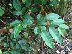Leea guineensis