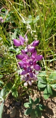 Lupinus cervinus
