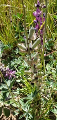 Lupinus cervinus
