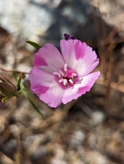 Clarkia purpurea viminea