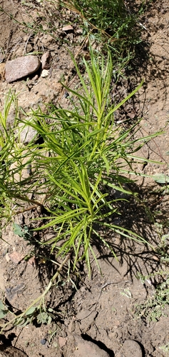 Goldenfleece seedling