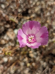 Clarkia purpurea viminea