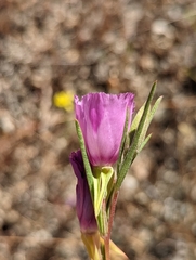 Clarkia purpurea viminea