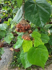 Dombeya wallichii