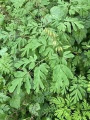 Corydalis scouleri