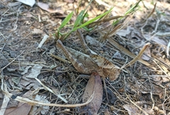 Xyleus discoideus