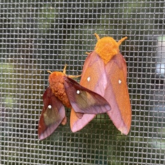 Anisota pellucida