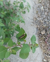 Sphaenothecus trilineatus