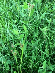 Parthenium integrifolium