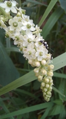 Phytolacca thyrsiflora