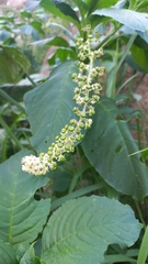 Phytolacca thyrsiflora