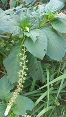 Phytolacca thyrsiflora