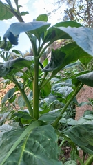 Phytolacca thyrsiflora