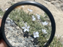 Phlox condensata