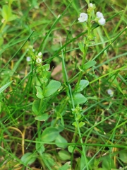 Veronica serpyllifolia