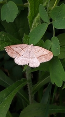 Petrophora subaequaria