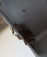 Polistes crinitus