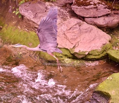 Ardea herodias