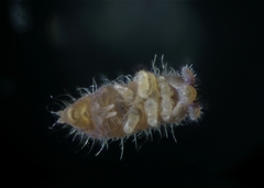 Ceratophysella