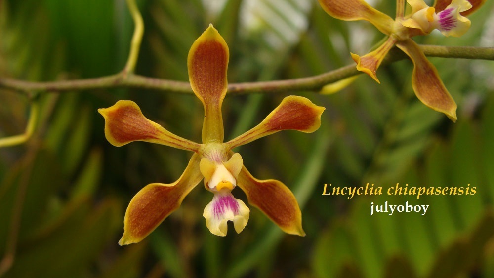 Encyclia chiapasensis Withner & D.G.Hunt 2