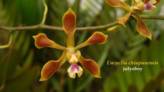 Encyclia chiapasensis