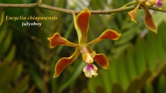 Encyclia chiapasensis