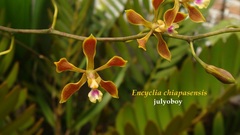 Encyclia chiapasensis