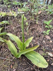 Platanthera elongata