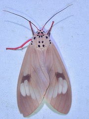 Amerila astreus