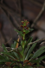 Tillandsia leiboldiana