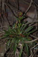 Tillandsia leiboldiana