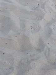 Larinae