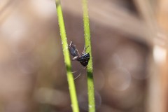 Nymphuliella daeckealis