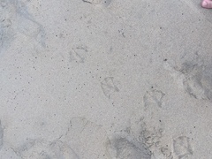 Larinae