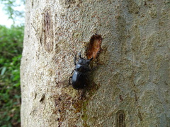 Serrognathus titanus