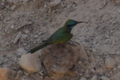 Merops cyanophrys cyanophrys